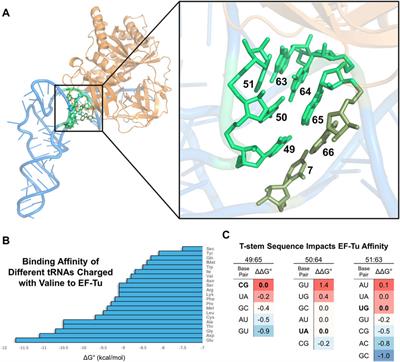 Tuning tRNAs for improved translation